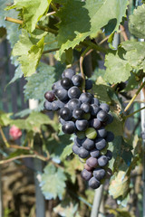 red grapes on plant