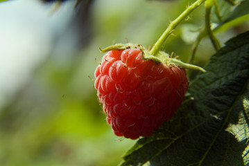 raspberry