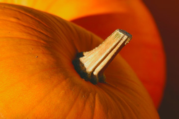 Pumpkin (Cucurbita moschata)