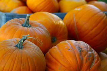 Pumpkins (Cucurbita moschata)