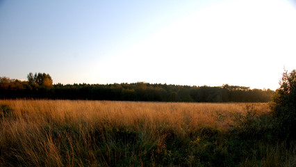 Fototapeta premium Field