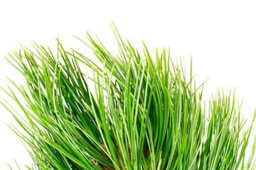 Fototapeta premium siberian cedar branch