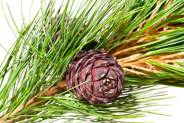 siberian cedar branch with ripe cone