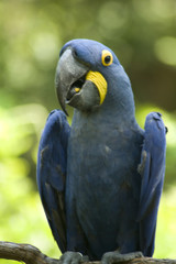 blue macaw