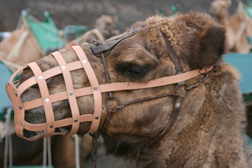 domestic camel head