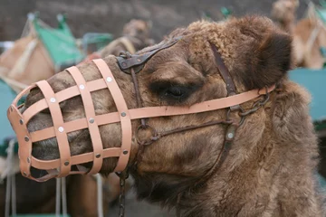 Crédence de cuisine en verre imprimé Chameau domestic camel head