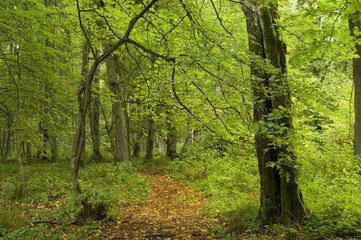 Narrow path covered by fallen leaves