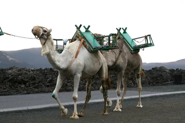 Papier Peint photo Lavable Chameau two camels