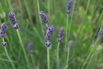 lavande provence