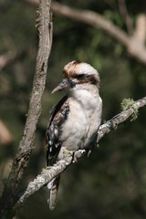 kookaburra