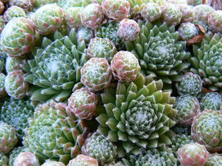 Obraz premium plante