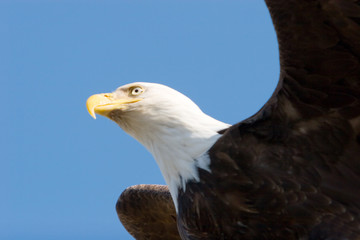 Bald eagle flying