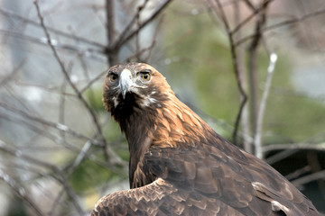 Eagle