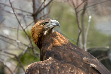 Eagle