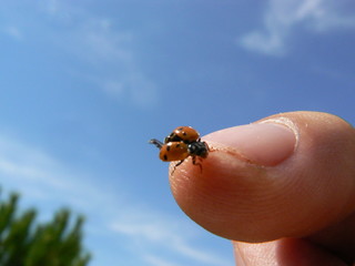 coccinelle