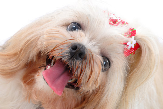 Pet