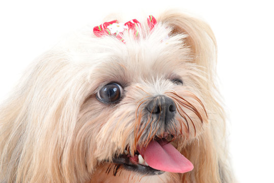 Pet Portrait