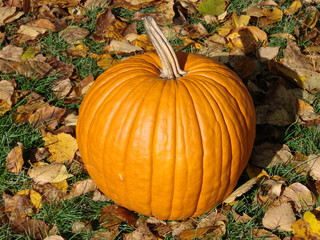 The Perfect Pumpkin