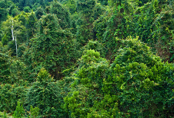 Fototapeta na wymiar rain forest