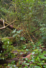 rain forest