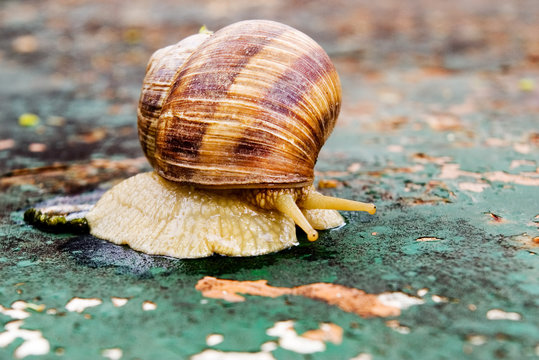 Snail