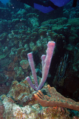 Purple tube sponges, Bonaire.