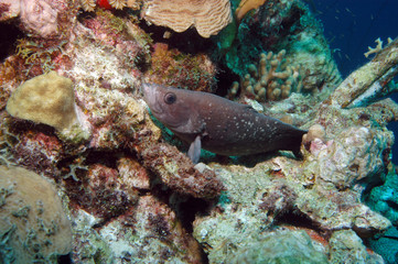 Naklejka na ściany i meble Greater soapfish, Bonaire.