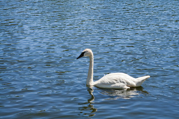 White swan swimming on a lake or a river.