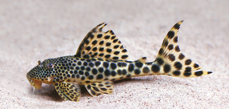 colorful tropical catfish