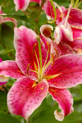 close-up of an amaryllis (Lily)