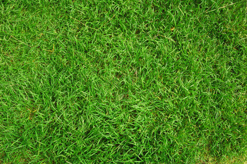 green grass background