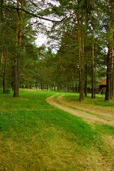 winding path through misty forest