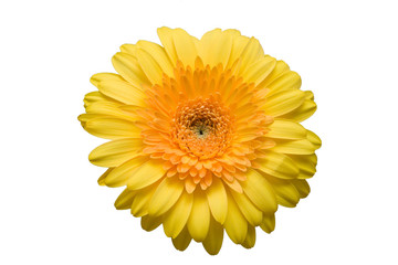 The isolated flower of a gerbera on a white background.