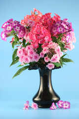Bouquet of phloxes in a vase on a blue background