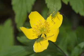 Two small insect warm-up on yellow anemone flower