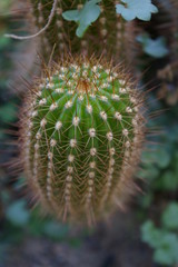 Fototapeta premium Cactus