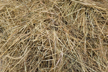 Dry hay texture
