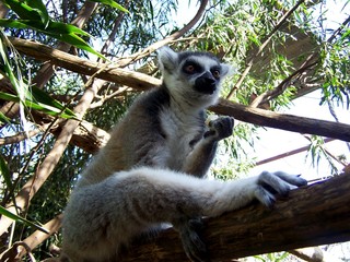 monkey