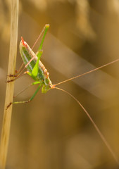 Cricket