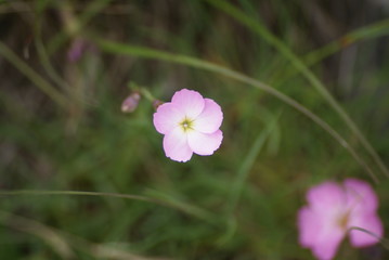 Fototapeta premium SONY DSC