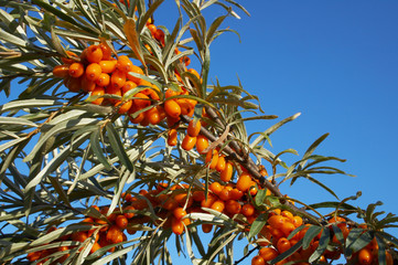 branch of sea-buckthorn