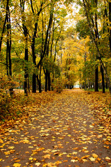 Autumn in our park. 