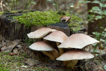 Group of young fungi close-up