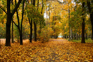 Autumn in our park. 