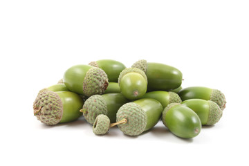 acorns © matka_Wariatka