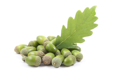 acorns