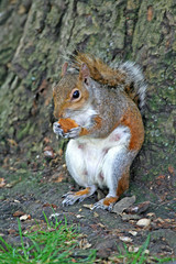 Grey Squirrel