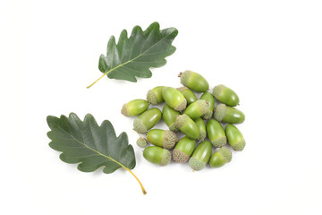 acorns