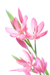 Obraz na płótnie Canvas kaffir lily