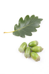 acorns
